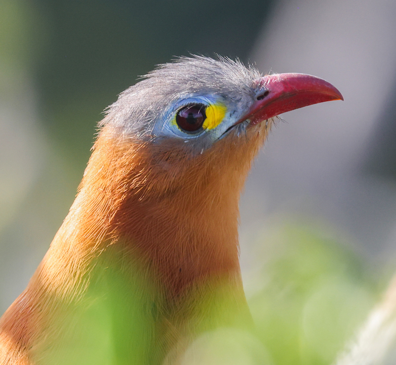 Black-bellied Cuckoo