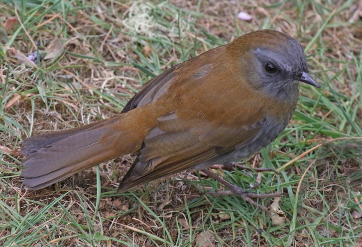 Black-billed Nightingale-thrush