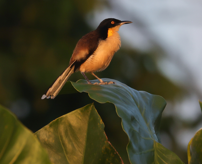 Black-capped Donacobius