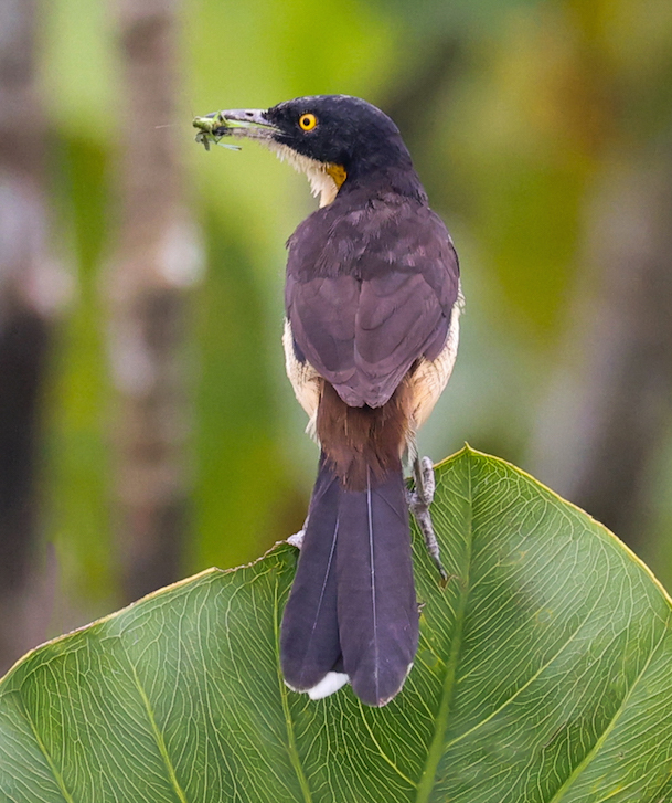 Black-capped Donacobius