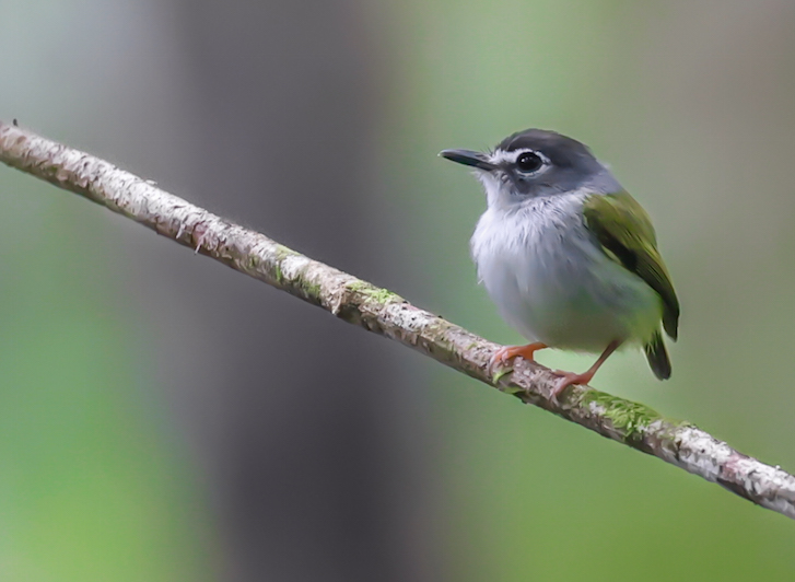 Black-capped Pygmy-tyrant
