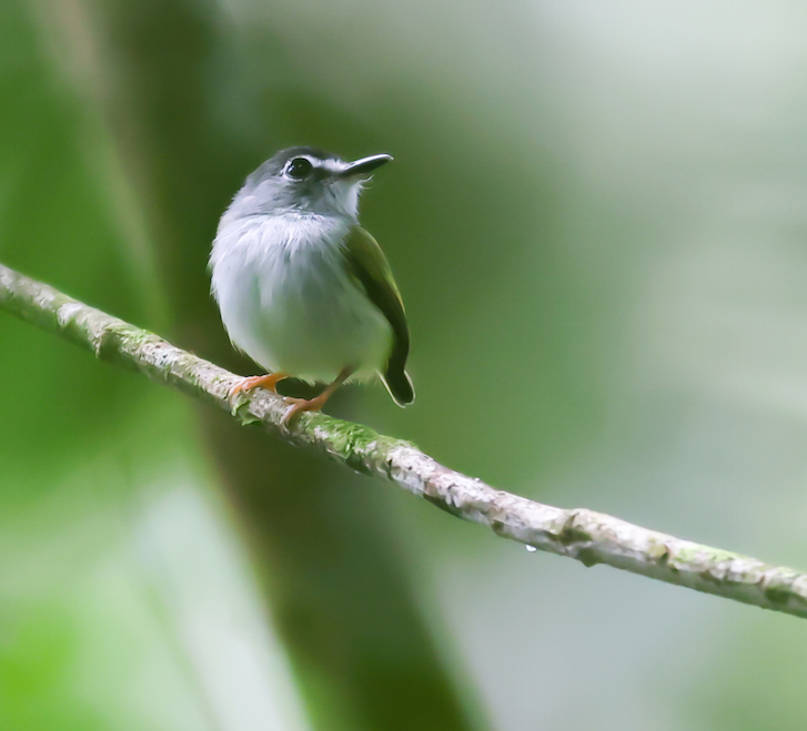 Black-capped Pygmy-tyrant
