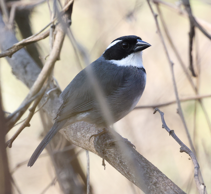 Black-capped Sparrow