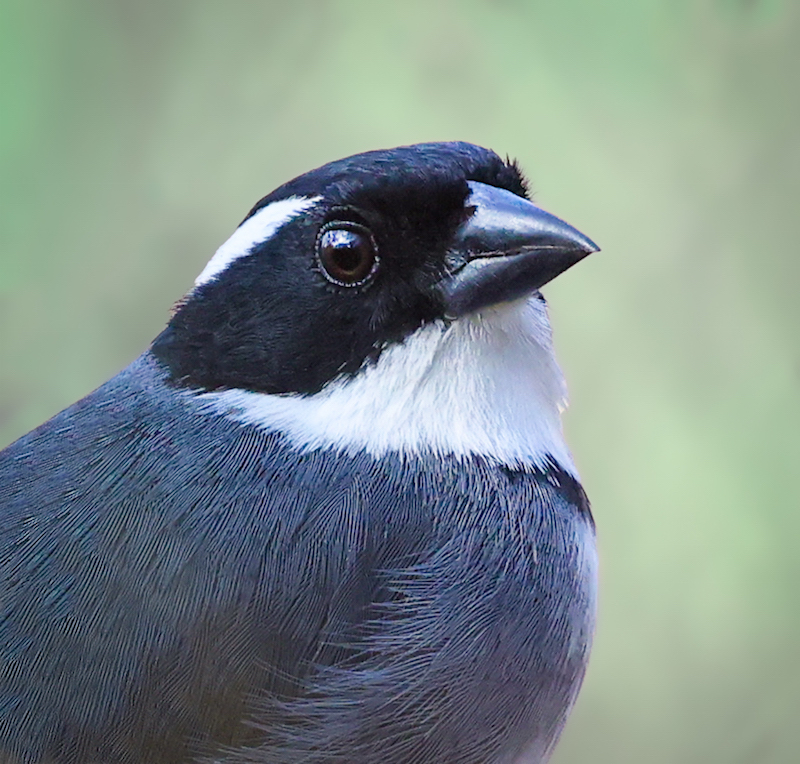 Black-capped Sparrow