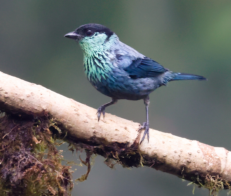Black-capped Tanager