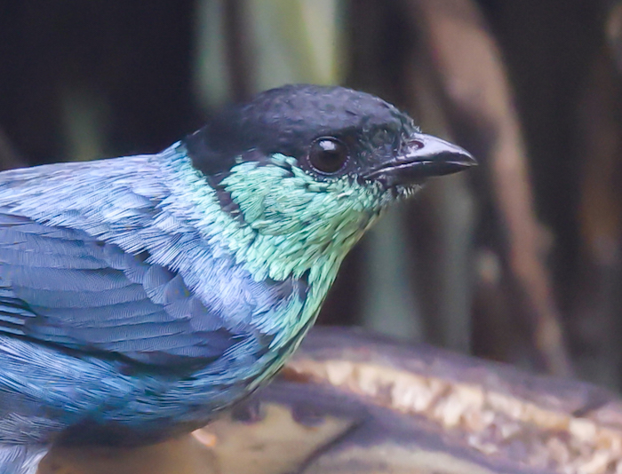 Black-capped Tanager