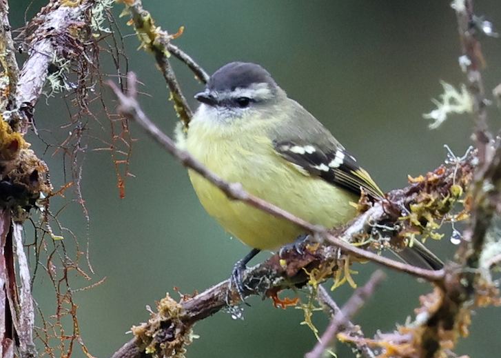 Black-capped Tyrannulet