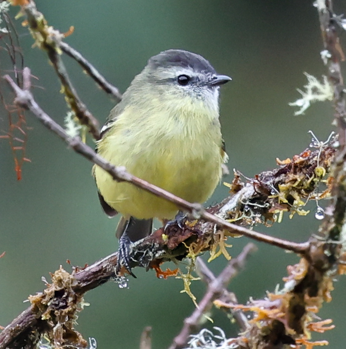 Black-capped Tyrannulet