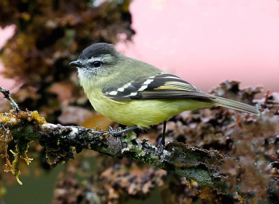 Black-capped Tyrannulet