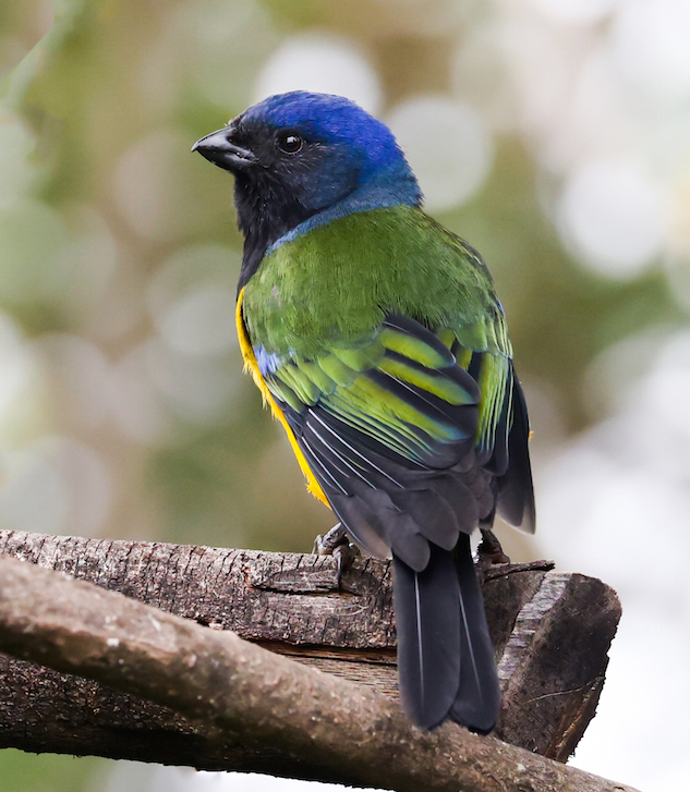 Black-chested Mountain-tanager
