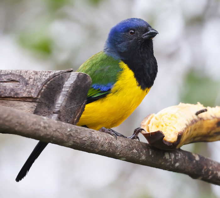 Black-chested Mountain-tanager