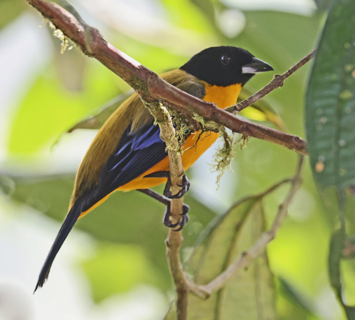 Black-chinned Mountain-tanager