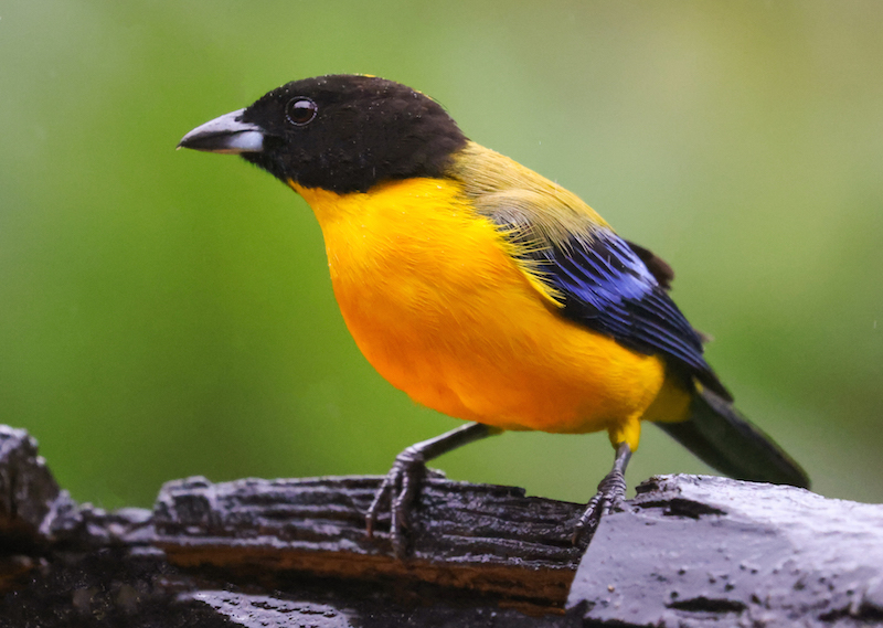 Black-chinned Mountain-tanager