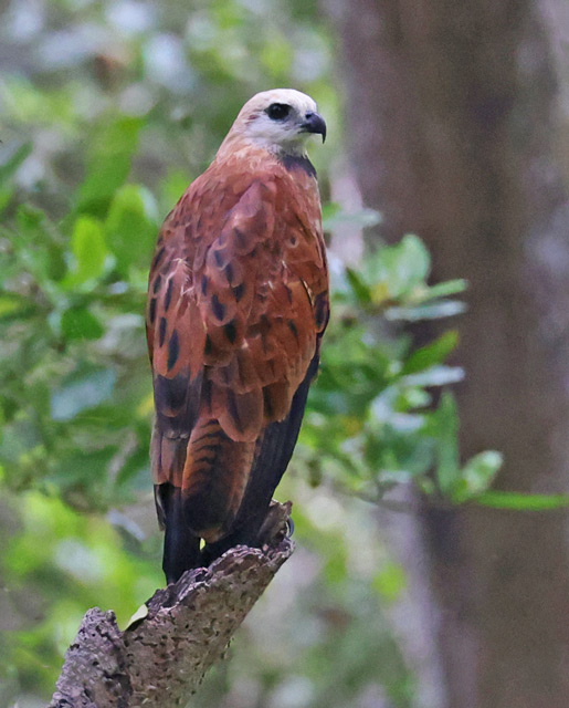 Black-collared Hawk