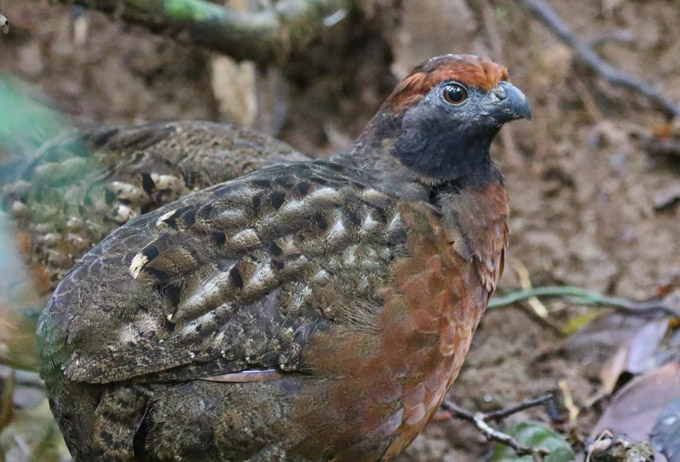 Black-eared Wood-quail