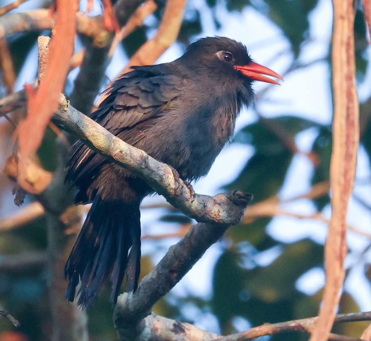 Black-fronted Nunbird
