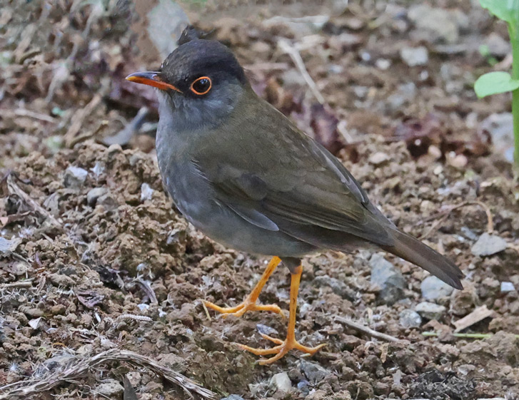 Black-headed Nightingale-thrush 