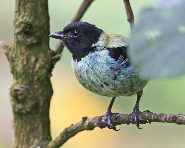 Black-headed Tanager