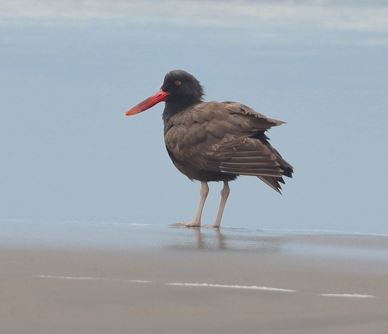 Blackish Oystercatcher