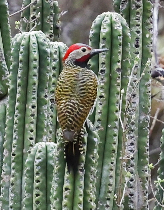 Black-necked Woodpecker