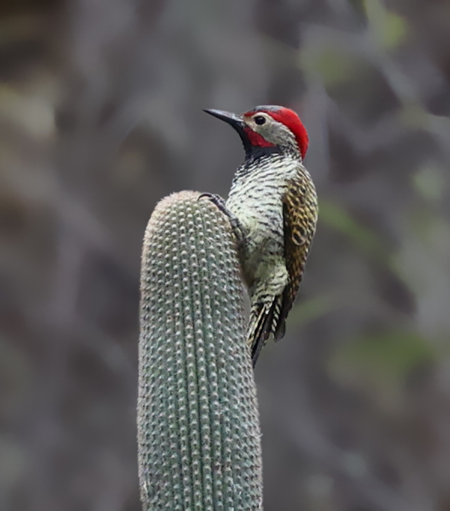 Black-necked Woodpecker
