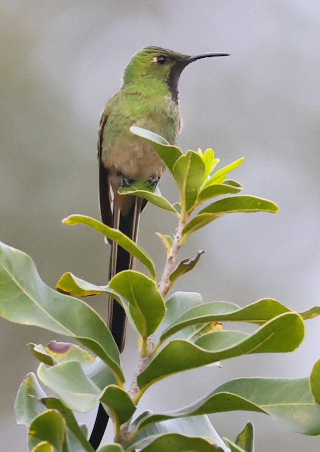 Black-tailed Trainbearer