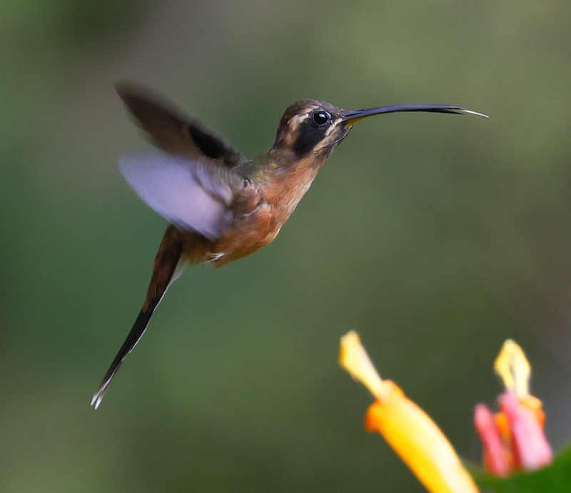 Black-throated Hermit