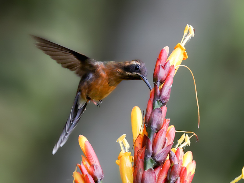 Black-throated Hermit