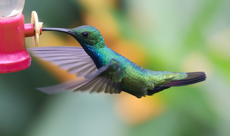 Black-throated Mango 