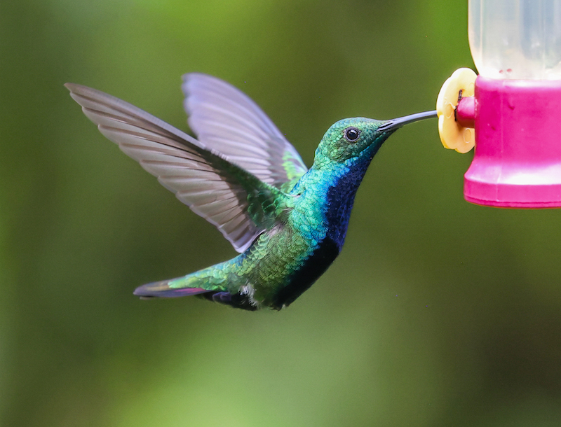 Black-throated Mango 