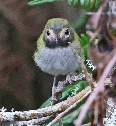 Black-throated Tody-tyrant