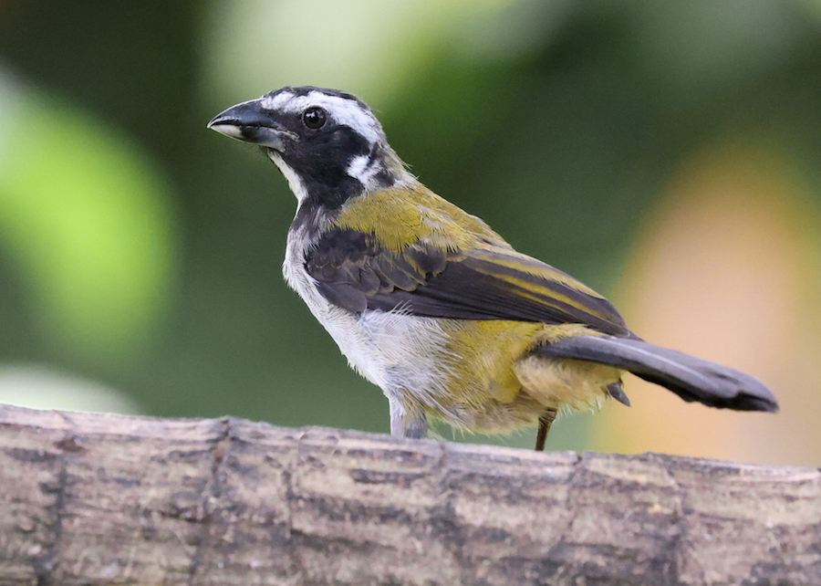 Black-winged Saltator