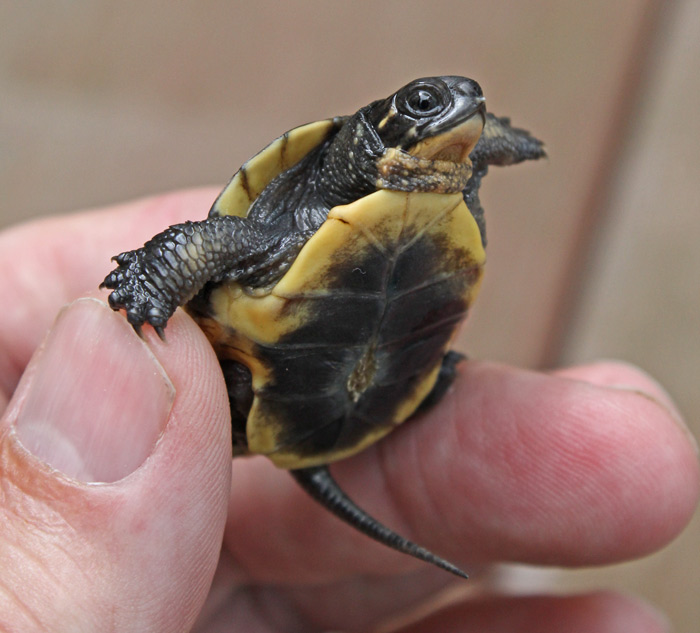 Blanding's Turtle (hatchling)