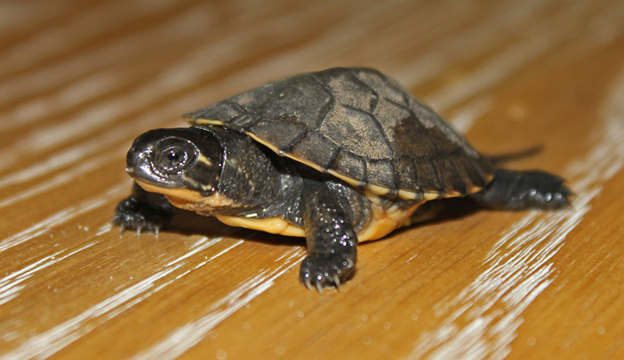 Blanding's Turtle (hatchling)