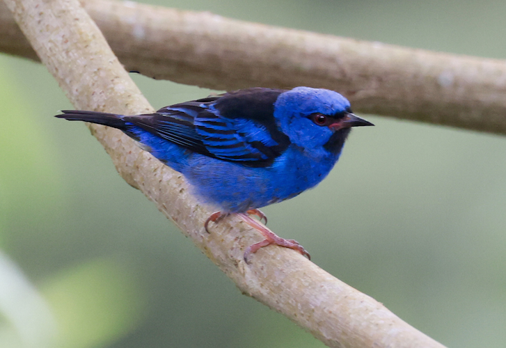Blue Dacnis