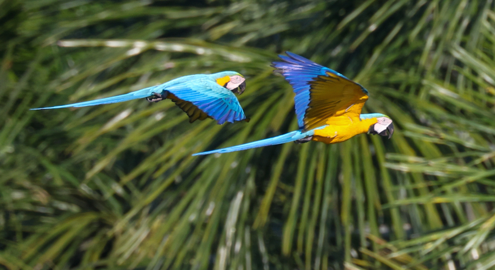 Blue-and-yellow Macaw