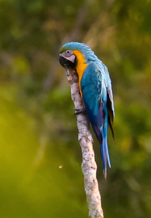 Blue-and-yellow Macaw