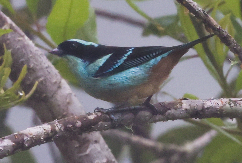 Blue-browed Tanager