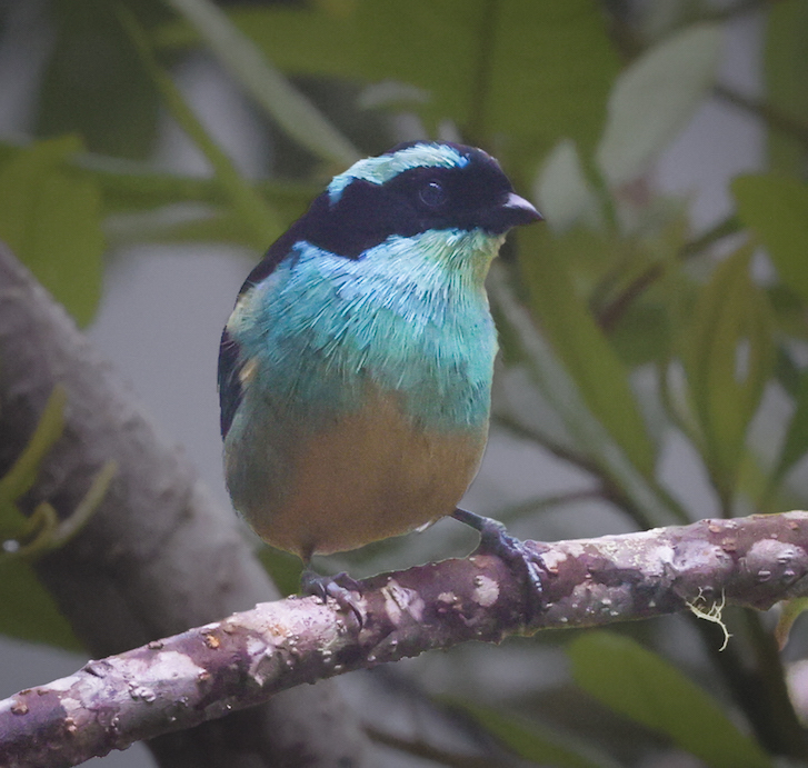 Blue-browed Tanager