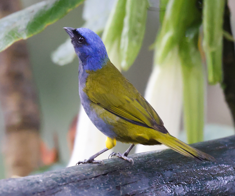 Blue-capped Tanager