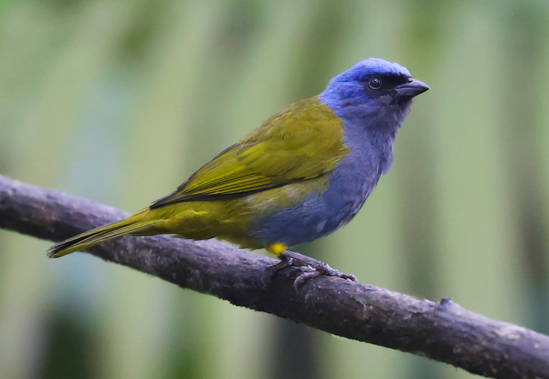 Blue-capped Tanager