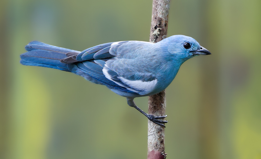 Blue-gray Tanager