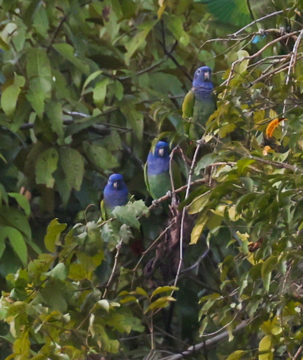 Blue-headed Parrot