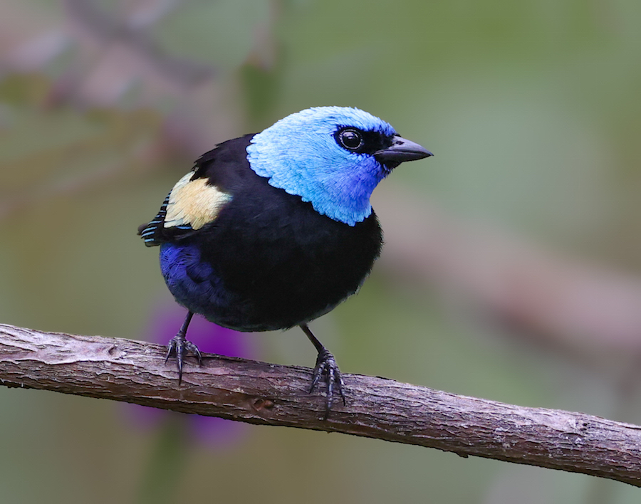 Blue-necked Tanager