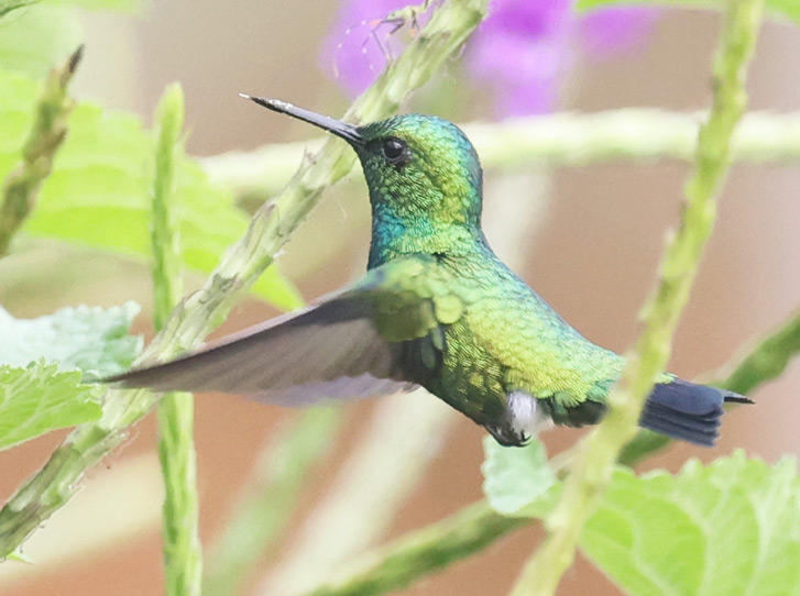 Blue-tailed Emerald