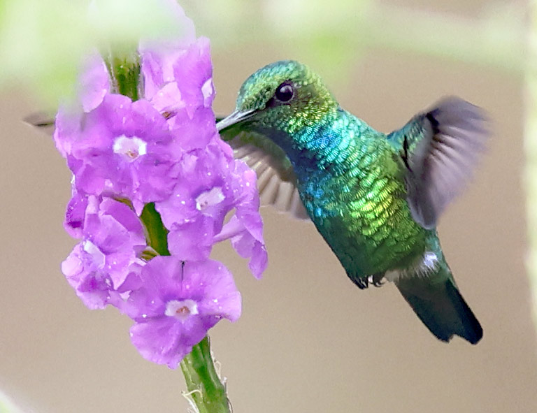 Blue-tailed Emerald