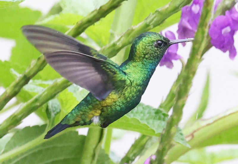 Blue-tailed Emerald
