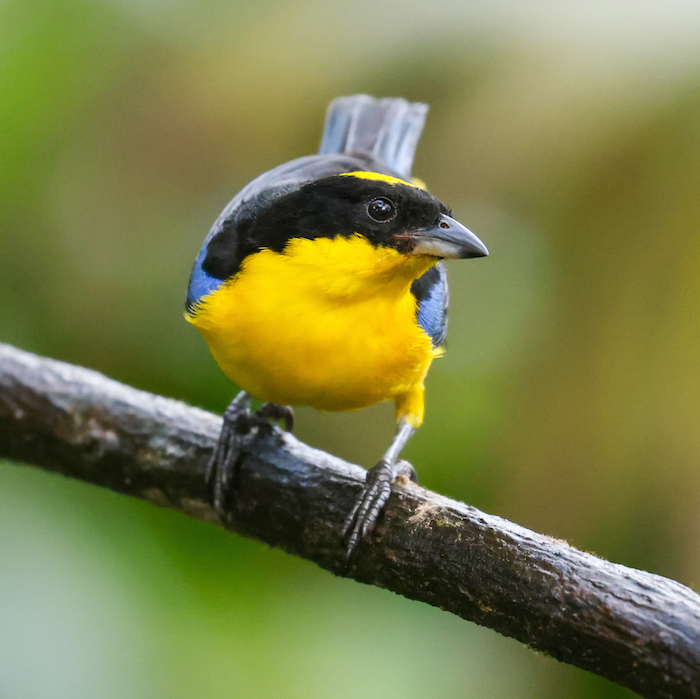 Blue-winged Mountain-tanager