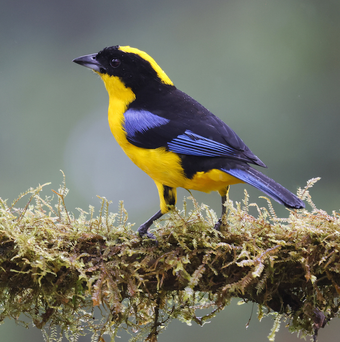 Blue-winged Mountain-tanager