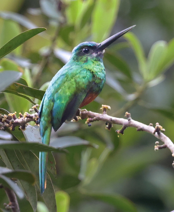 Bluish-fronted Jacamar